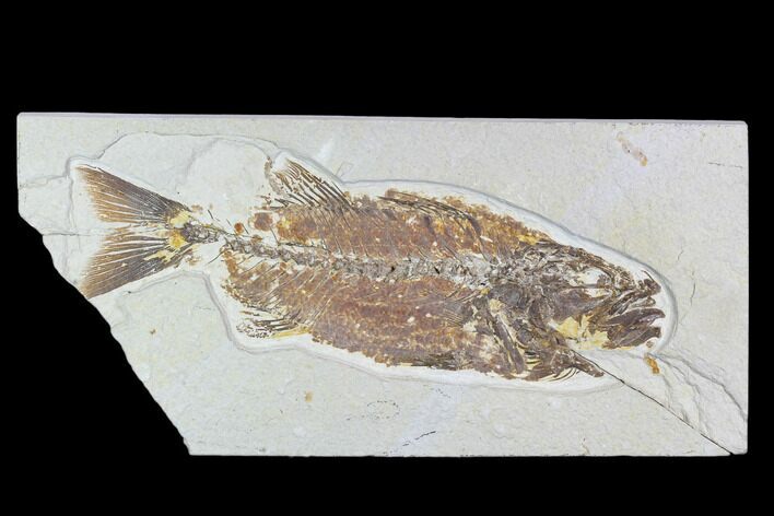 Bargain, Mioplosus Fossil Fish - Uncommon Species #105326